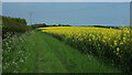 Oilseed rape on the Jubilee Trail