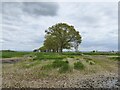 Trees defining the field boundary