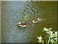 Duck and ducklings, Grand Union Canal, Wendover Arm