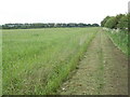 A field of grass by the path