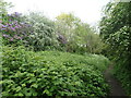 Trees in blossom along the Washlands path