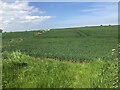 Wheat, Shoreswood