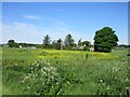 Wild meadow at Bridgend