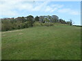 Wooded hilltop, Delamont Country Park