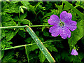 Raindrops on a geranium plant, Edergole Upper