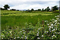 Area left for wildlife, Merchantstown Glebe