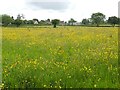 Golden field off Kelson