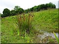 Lambwath Stream Aquagreen, Kingston upon Hull