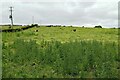 Cattle at rest