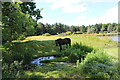 Pond near Thornton