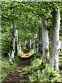 A Path along a Beech Shelterbelt