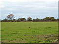 Field north of Waterditch Road