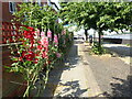 Hollyhocks alongside the Thames Path