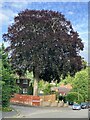 Copper beach tree, Knoll Road