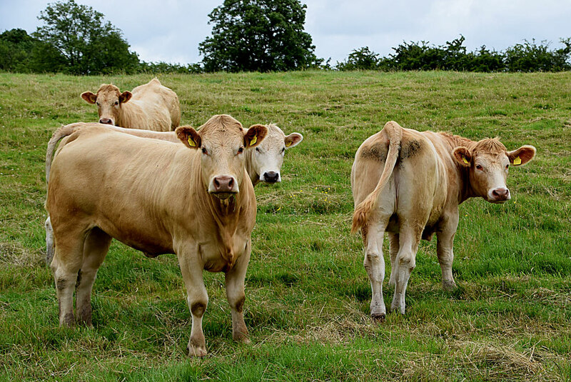 Cattle, Moylagh © Kenneth Allen cc-by-sa/2.0 :: Geograph Britain and ...