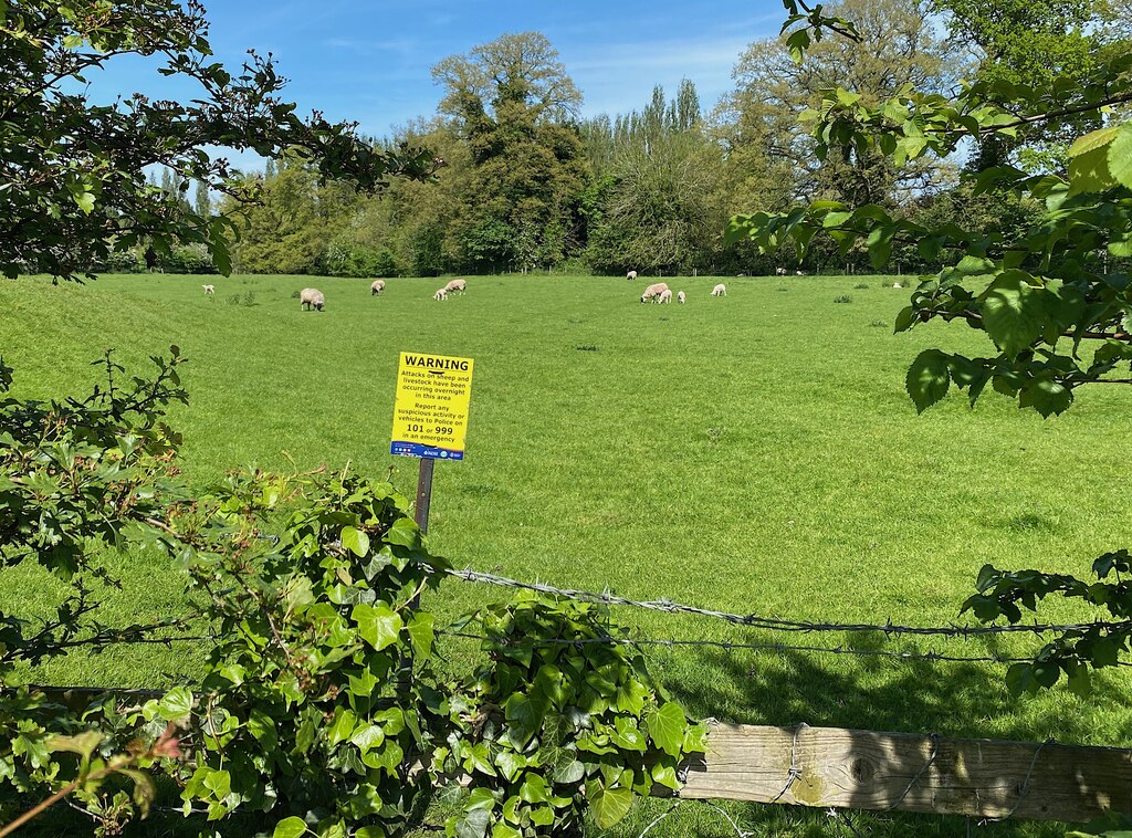 Ewes and lambs, Myton © Robin Stott cc-by-sa/2.0 :: Geograph Britain ...