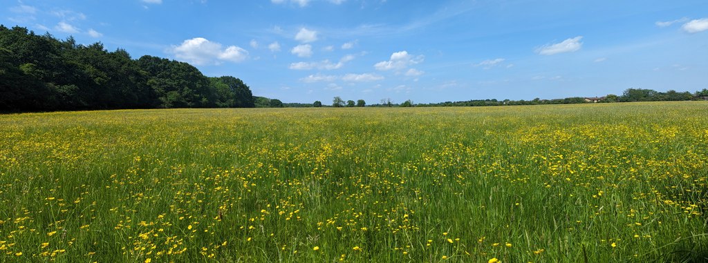 This year's buttercups © Bob Harvey cc-by-sa/2.0 :: Geograph Britain ...