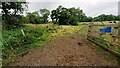 Cows beside track through field