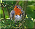 A robin at Mauldsheugh Wood, Selkirk