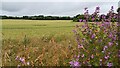 Fields west of Baldock town centre