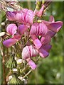 Meadow flower