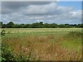 Farmland off Roden Lane