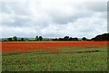 Cereal crop and poppies, HIgh Ercall