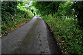 Dark and damp along Carrigans Road