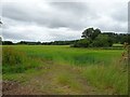 Crop field and pond