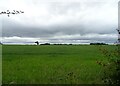 Crop field near Wood Farm