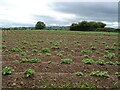 Potato field near Faulds