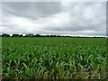 Maize field, Darliston