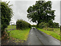 Large tree along Leap Lane