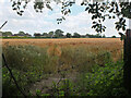 Farmland near North Walsham