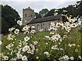 Wild daisies at St. John the Baptist church (Doddington)