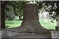 Fossilised tree stump