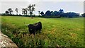 Field with Highland Cattle on NW side of A595 on south side of The Greenhill Hotel