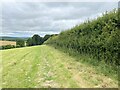 Hedgerow heading downhill