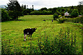 Cattle, Beltrim