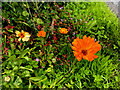 Marigold plants, Beltrim