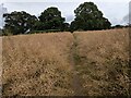 Footpath through field of oil seed rape