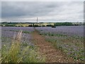 Borage crop