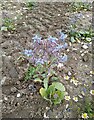 Closeup of purple flowered crop plantT