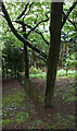 A fence in the woods seen from Gilead Road, Huddersfield