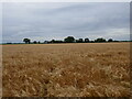 Barley field and Fen Farm, Bennington Fen