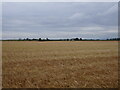 Barley field and Shirebridge Farm