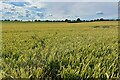 Looking west over the wheat