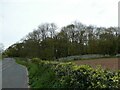 Woodland in Boarpit Rough, Acton Raynald estate