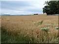 Farmland at Cruggleton Old Church