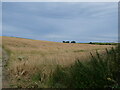 Farmland at Cruggleton Old Church